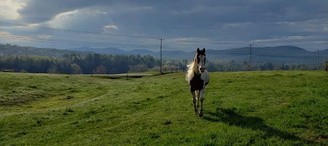 Single brown and white horse walking in a large pasture of green grass with mountain range behind