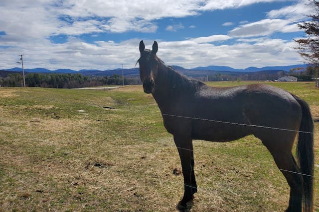 Side view of brown horse standing in field facing camera.