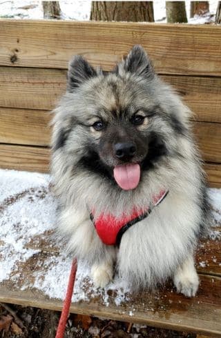 Fluffy Dog with a red harness and leash looking at the camera