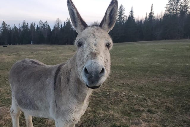 A close-up of a donkey standing in a field facing the camera