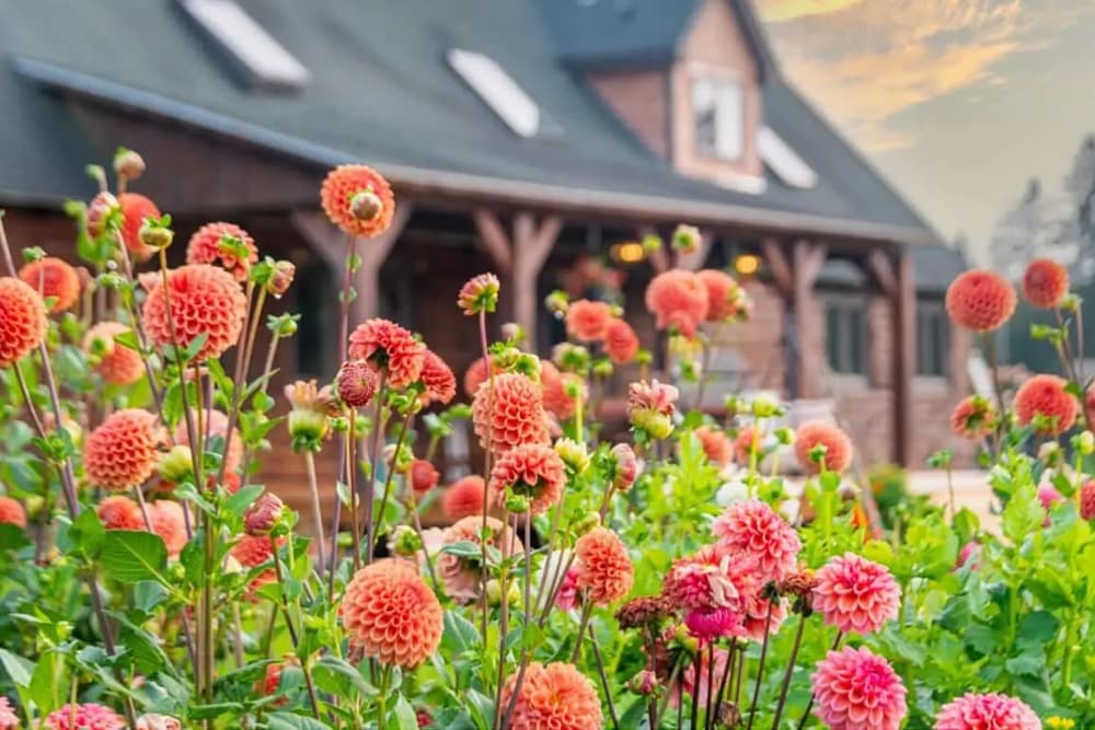 Pink and peach flowers with green leaves in foreground, Oxbow Acres Log Bed and Breakfast in background