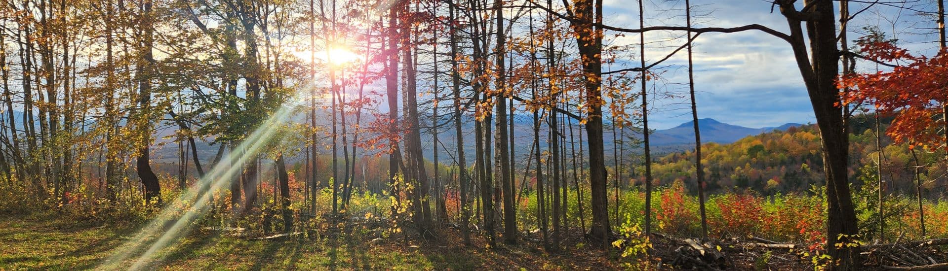 A row of fall colored trees with sunbeams bursting through and mountains in the distance