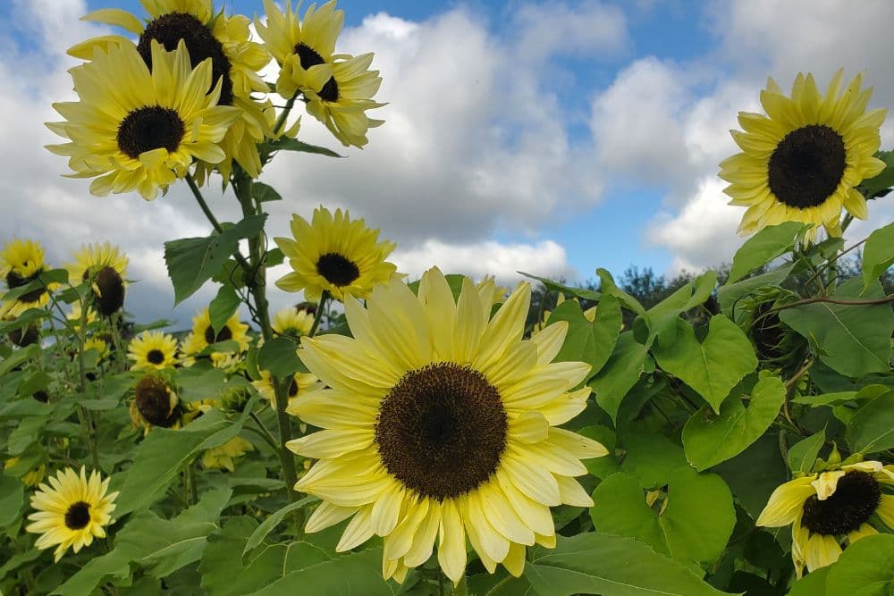 A field full of bright yellow sunflowers in bloom with blue skies and clouds above