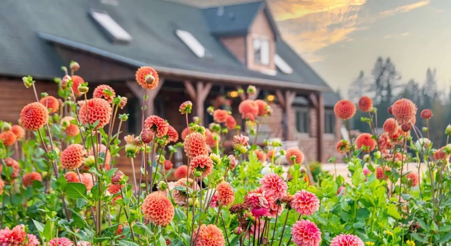 Colorful fall flowers in foreground with the Oxbow Inn in the background