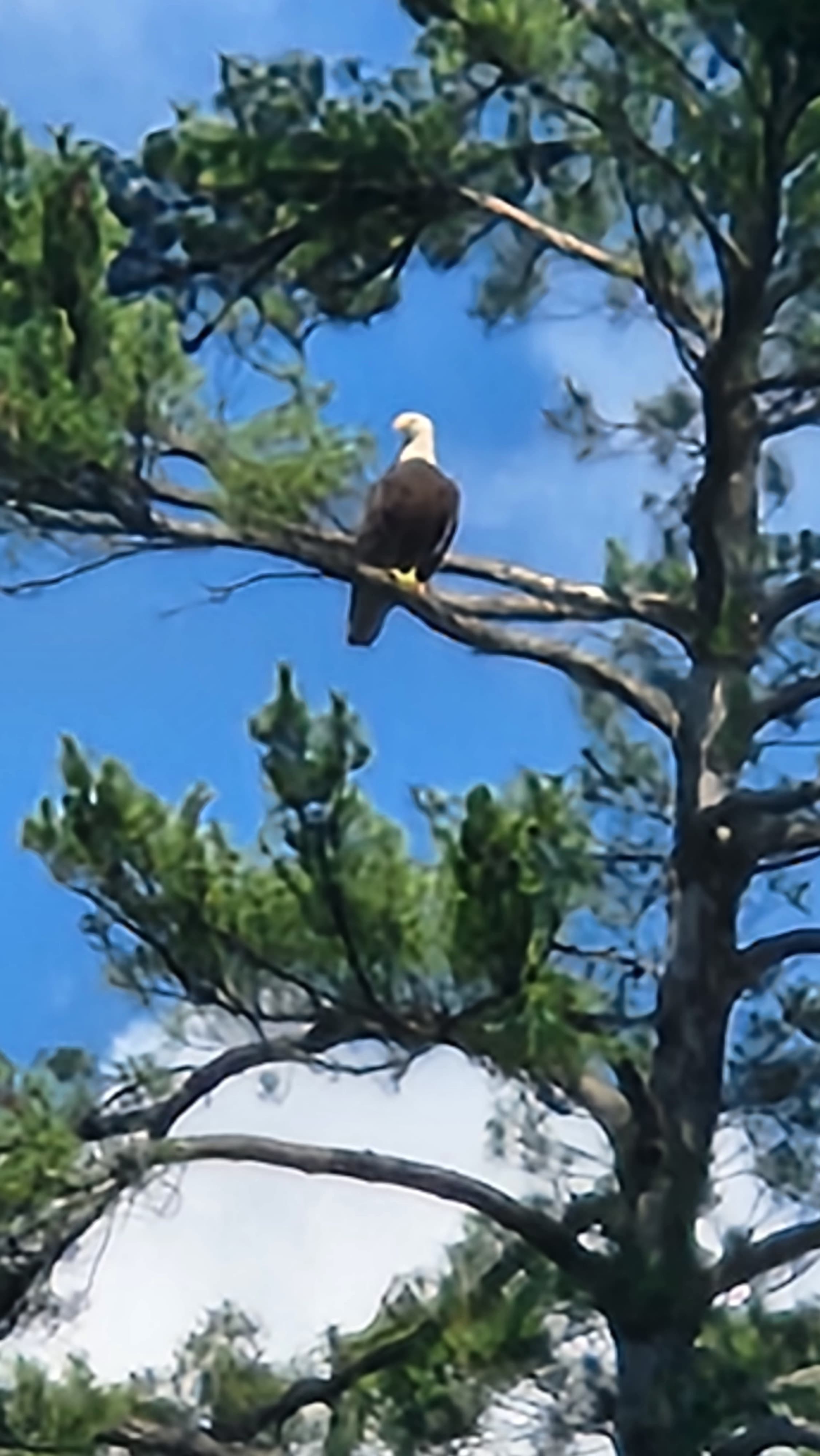 Large bald eagle sitting on a tree branch against blue skies