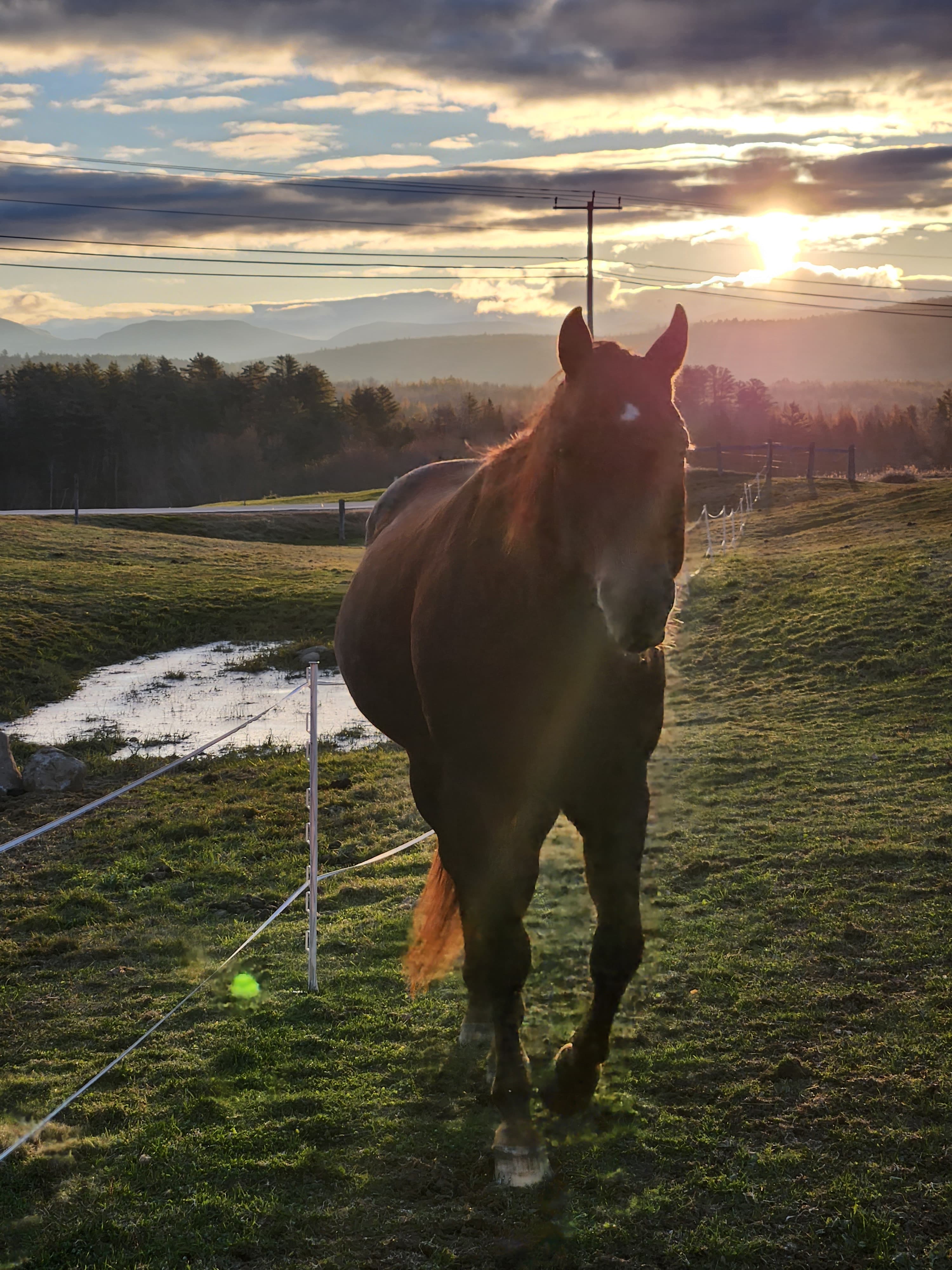 Large brown horse standing by a wire fence in the middle of a large green pasture