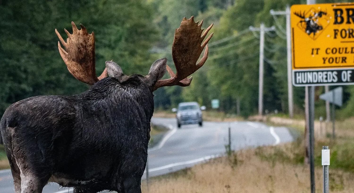 Moose standing on road in front of moose sign with oncoming car