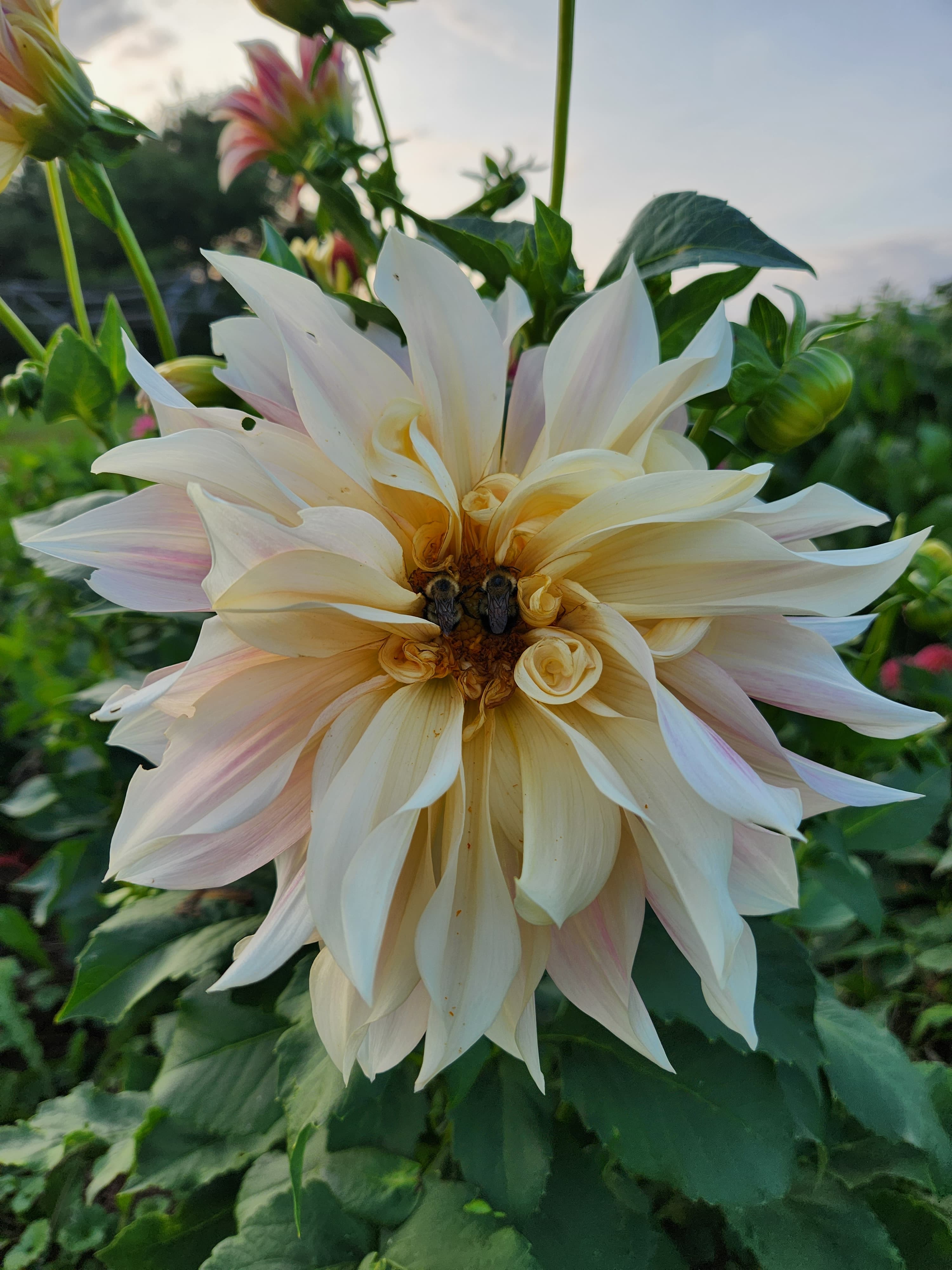 Large white blooming flower