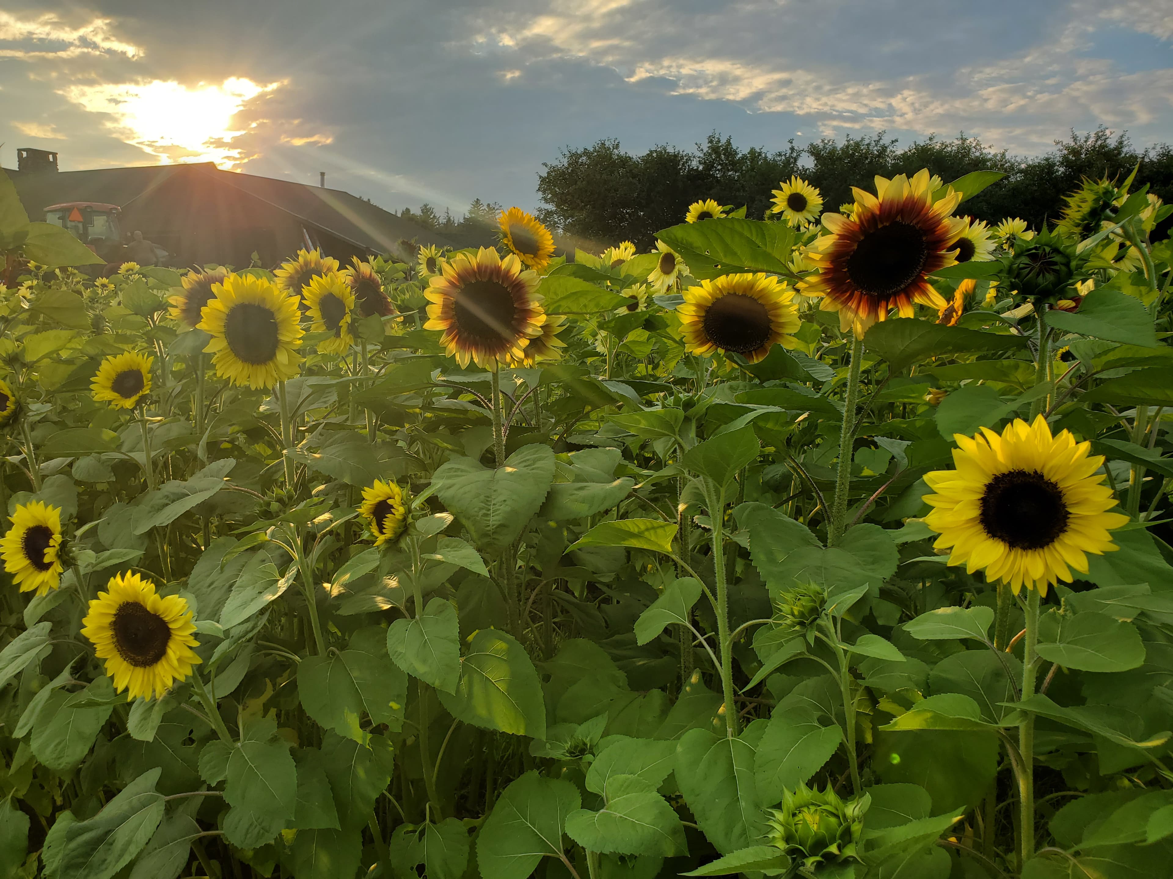 A field of sunflowers, with mountains in the background with sun streaming through